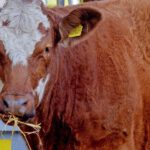 Almabtrieb Meransen 2023: Traditionelles Fest, Trachten und Vieherde im Dolomitenort