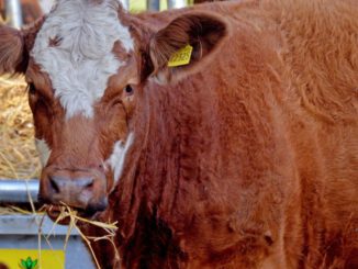 Almabtrieb Meransen 2023: Traditionelles Fest, Trachten und Vieherde im Dolomitenort