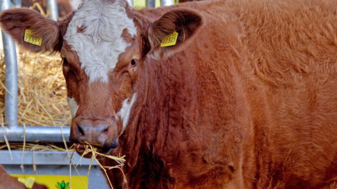 Almabtrieb Meransen 2023: Traditionelles Fest, Trachten und Vieherde im Dolomitenort