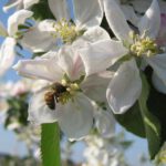 Altes Land Blütezeit 2023: Beste Reisezeiten, Fotospots und Tipps