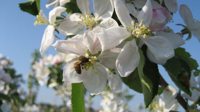 Altes Land Blütezeit 2023: Beste Reisezeiten, Fotospots und Tipps Altes Land Blütezeit 2023: Beste Reisezeiten, Fotospots und Tipps