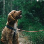 Brutsaison im Binsheimer Feld: Leinenpflicht zum Schutz der Bodenbrüter