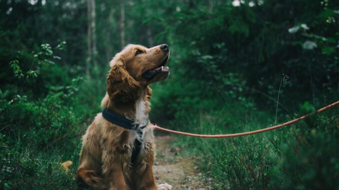 Brutsaison im Binsheimer Feld: Leinenpflicht zum Schutz der Bodenbrüter Brutsaison im Binsheimer Feld: Leinenpflicht zum Schutz der Bodenbrüter