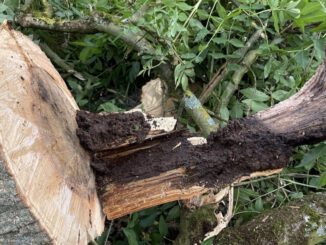 Elf Straßenbäume in Lessingstraße wegen Pilzbefall gefällt