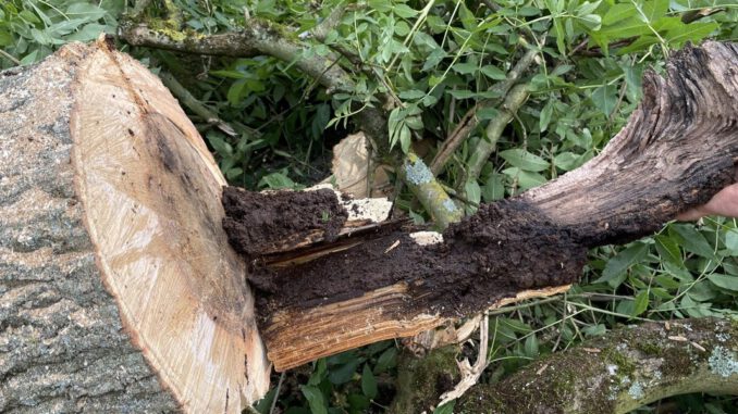 Elf Straßenbäume in Lessingstraße wegen Pilzbefall gefällt Elf Straßenbäume in Lessingstraße wegen Pilzbefall gefällt