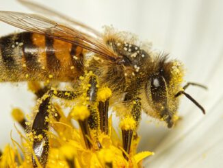 Farbe Königin 2023: Trendfarben, Anwendungstipps und Farbkombinationen