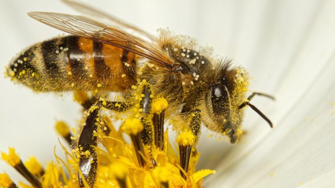 Farbe Königin 2023: Trendfarben, Anwendungstipps und Farbkombinationen