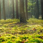 Fast 50 Hektar im Köllnischen Wald als Wildnisentwicklungsgebiet ausgewiesen