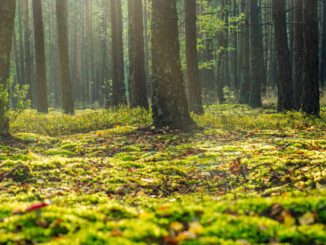 Fast 50 Hektar im Köllnischen Wald als Wildnisentwicklungsgebiet ausgewiesen