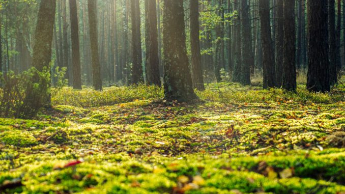 Fast 50 Hektar im Köllnischen Wald als Wildnisentwicklungsgebiet ausgewiesen Fast 50 Hektar im Köllnischen Wald als Wildnisentwicklungsgebiet ausgewiesen