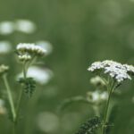 Informationsabend in Hagen erklärt Nutzung und Erkennung essbarer Wildpflanzen