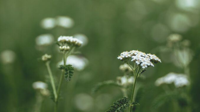 Informationsabend in Hagen erklärt Nutzung und Erkennung essbarer Wildpflanzen