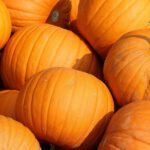 Kürbis Wettbewerb 2023: Sieger, Rekorde und Tipps für Aussteller