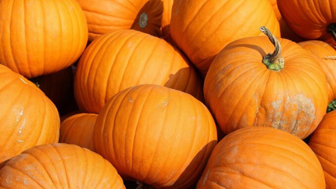 Kürbis Wettbewerb 2023: Sieger, Rekorde und Tipps für Aussteller Kürbis Wettbewerb 2023: Sieger, Rekorde und Tipps für Aussteller