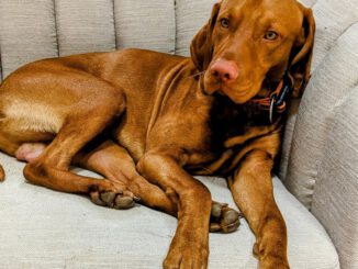 Magyar Vizsla Wurfankündigung 2023 – Gesunde Welpen Aus Erfolgreicher Blutlinie