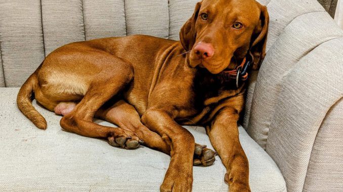 Magyar Vizsla Wurfankündigung 2023 – Gesunde Welpen Aus Erfolgreicher Blutlinie