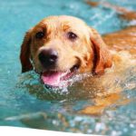 Naturfreibad Suderwich beendet Badesaison am 1. September. Hundeschwimmen findet am 6. September statt