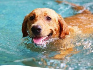 Naturfreibad Suderwich beendet Badesaison am 1. September. Hundeschwimmen findet am 6. September statt
