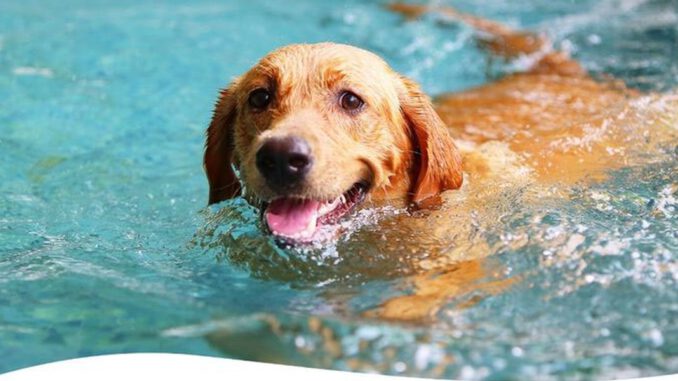 Naturfreibad Suderwich beendet Badesaison am 1. September. Hundeschwimmen findet am 6. September statt Naturfreibad Suderwich beendet Badesaison am 1. September. Hundeschwimmen findet am 6. September statt