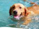 Naturfreibad Suderwich beendet Badesaison am 1. September. Hundeschwimmen findet am 6. September statt