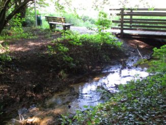 Oberhausen plant Pflegedurchforstungen in Sterkrade und Osterfeld